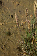 Image of Poa obvallata Steud.