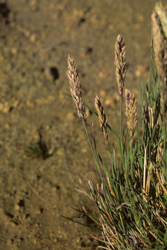 Image of Poa obvallata Steud.
