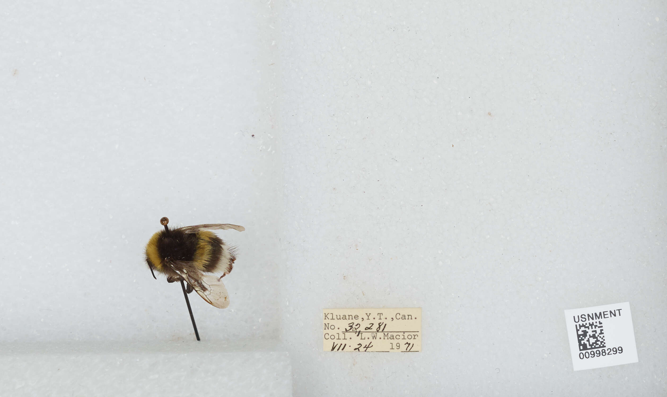 Image of White-tailed bumblebee