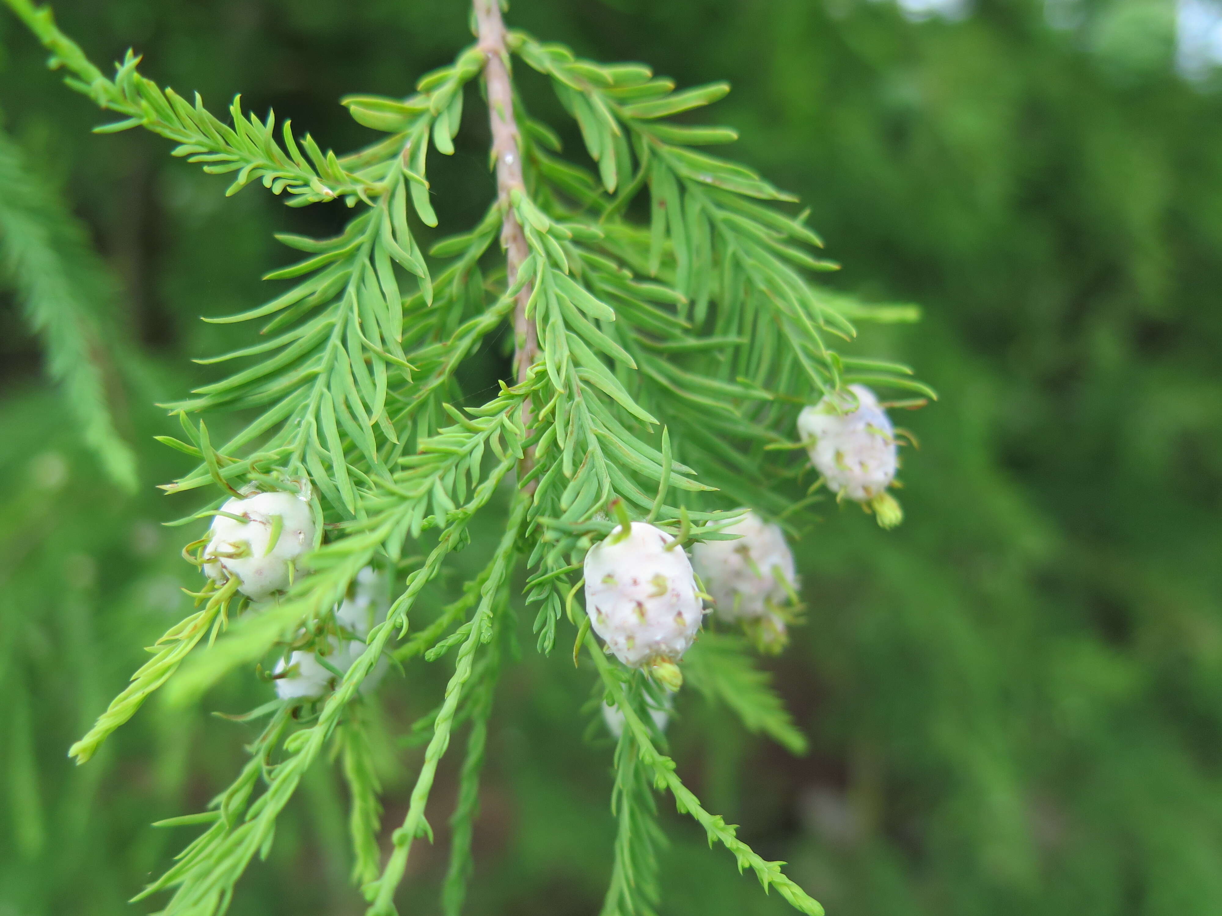 Taxodium distichum (L.) Rich. resmi