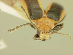 Image of Platiprosopus