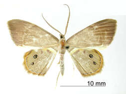 Imagem de <i>Ophthalmophora chouya</i> Thierry-Mieg