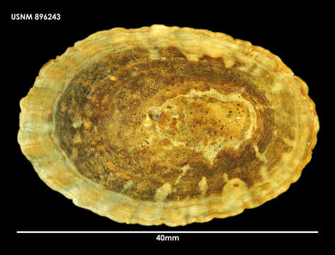 Image of golden limpet