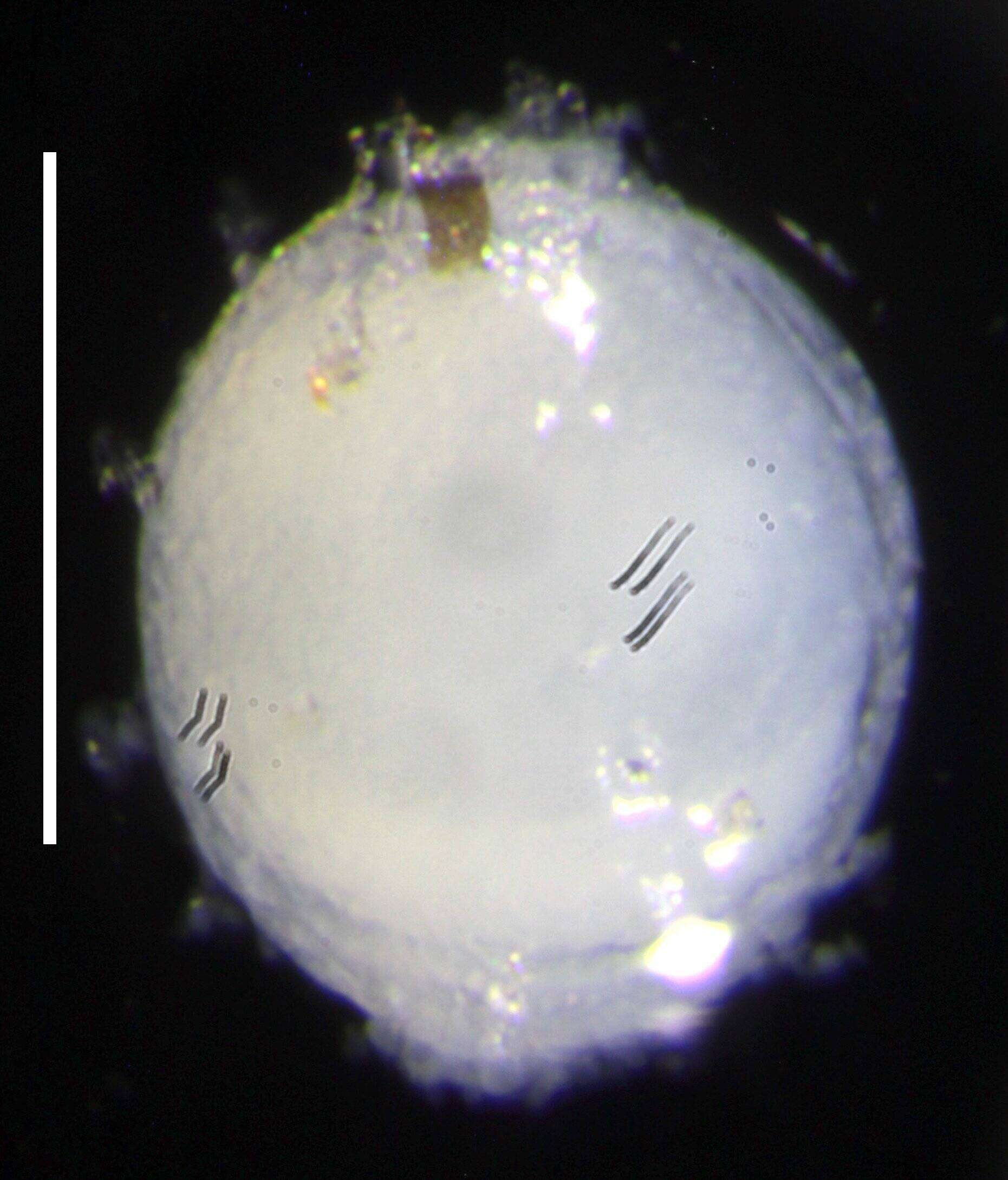 Sivun Apolemia lanosa Siebert, Pugh, Haddock & Dunn 2013 kuva