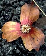 Image of Hawai'i treecotton