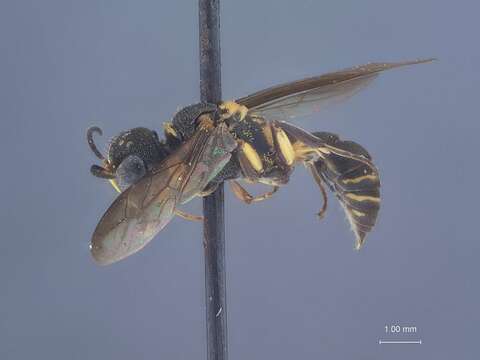 Image de Ectemnius pacuarus Leclercq 1972