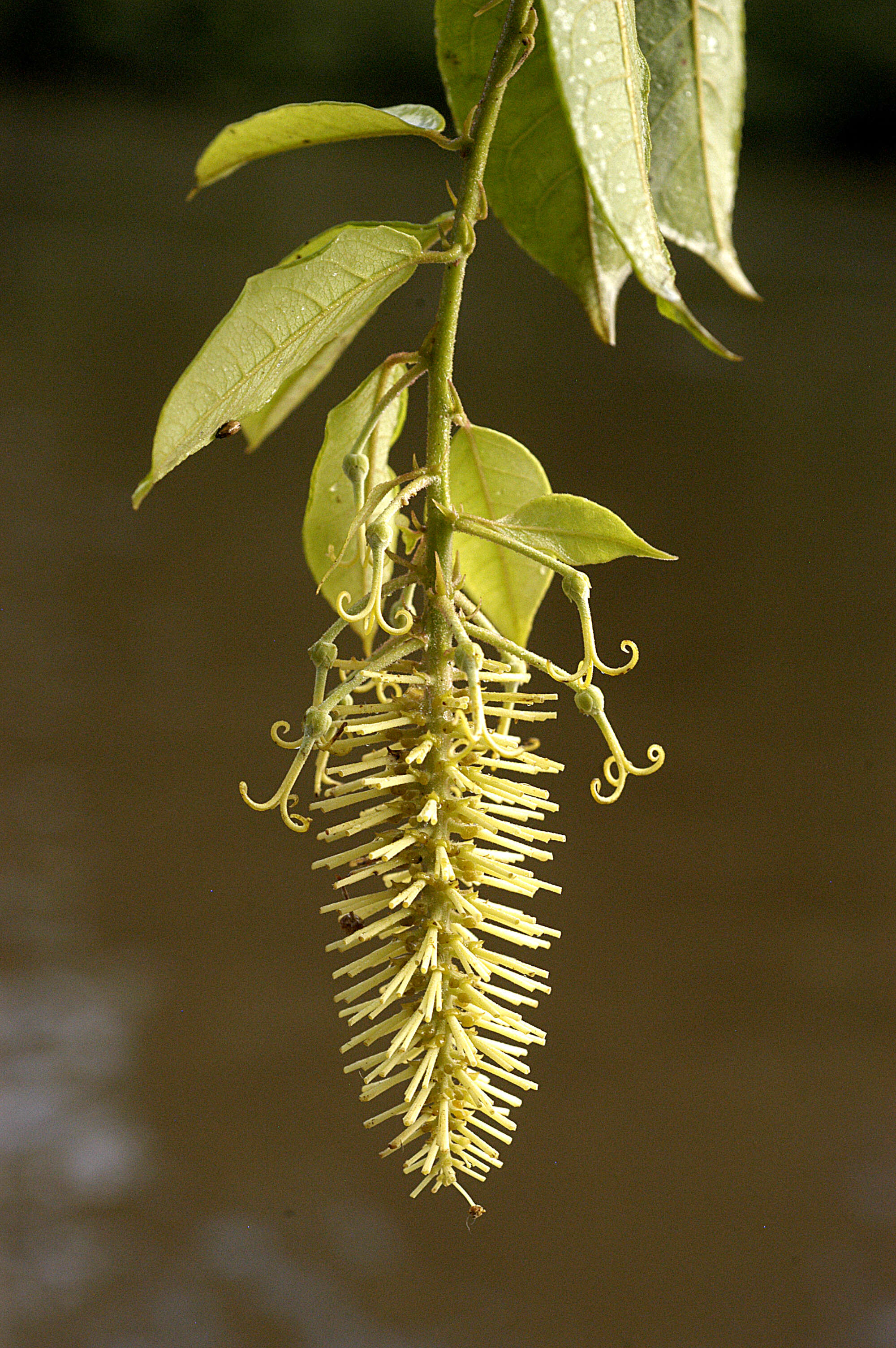 Image de Mabea taquari Aubl.