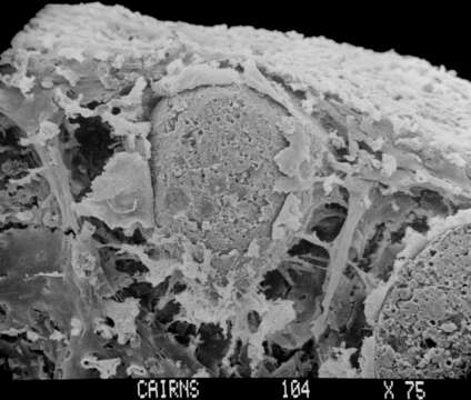 Image of Sporadopora dichotoma (Moseley 1876)