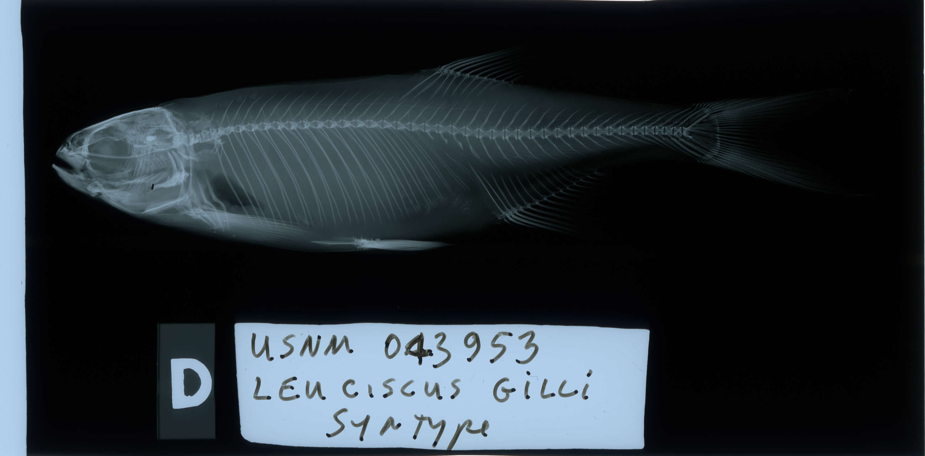 Слика од Leuciscus gilli Evermann 1892