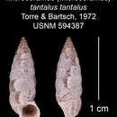 Image of <i>Microceramus <i>tantalus</i></i> tantalus
