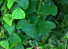 Image of twoflower passionflower