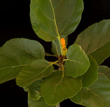 Image of Cordia dodecandra DC.