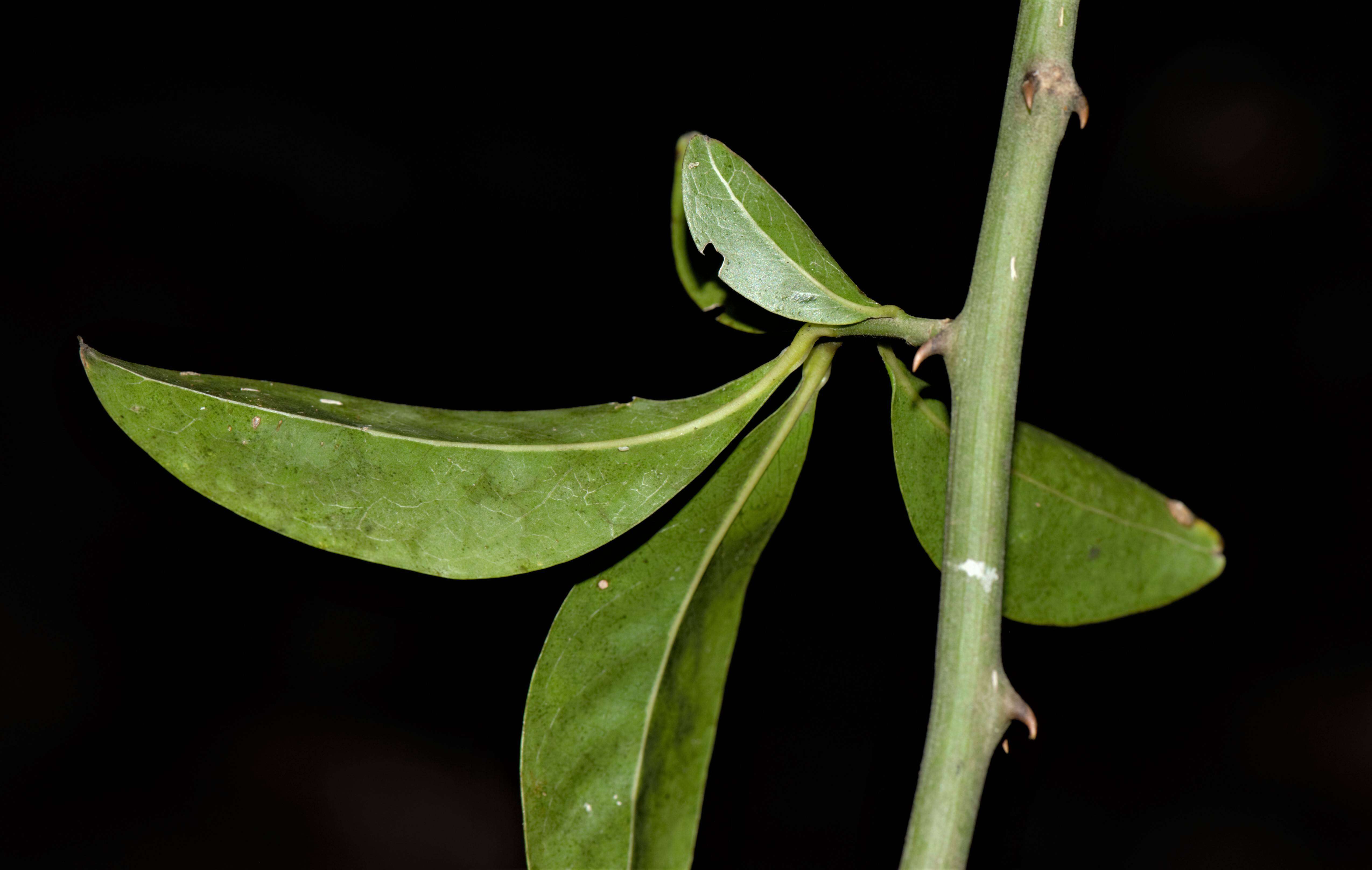 Image of Seguieria Loefl.