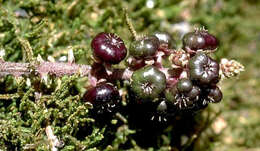 Image of Hawai'i pokeweed