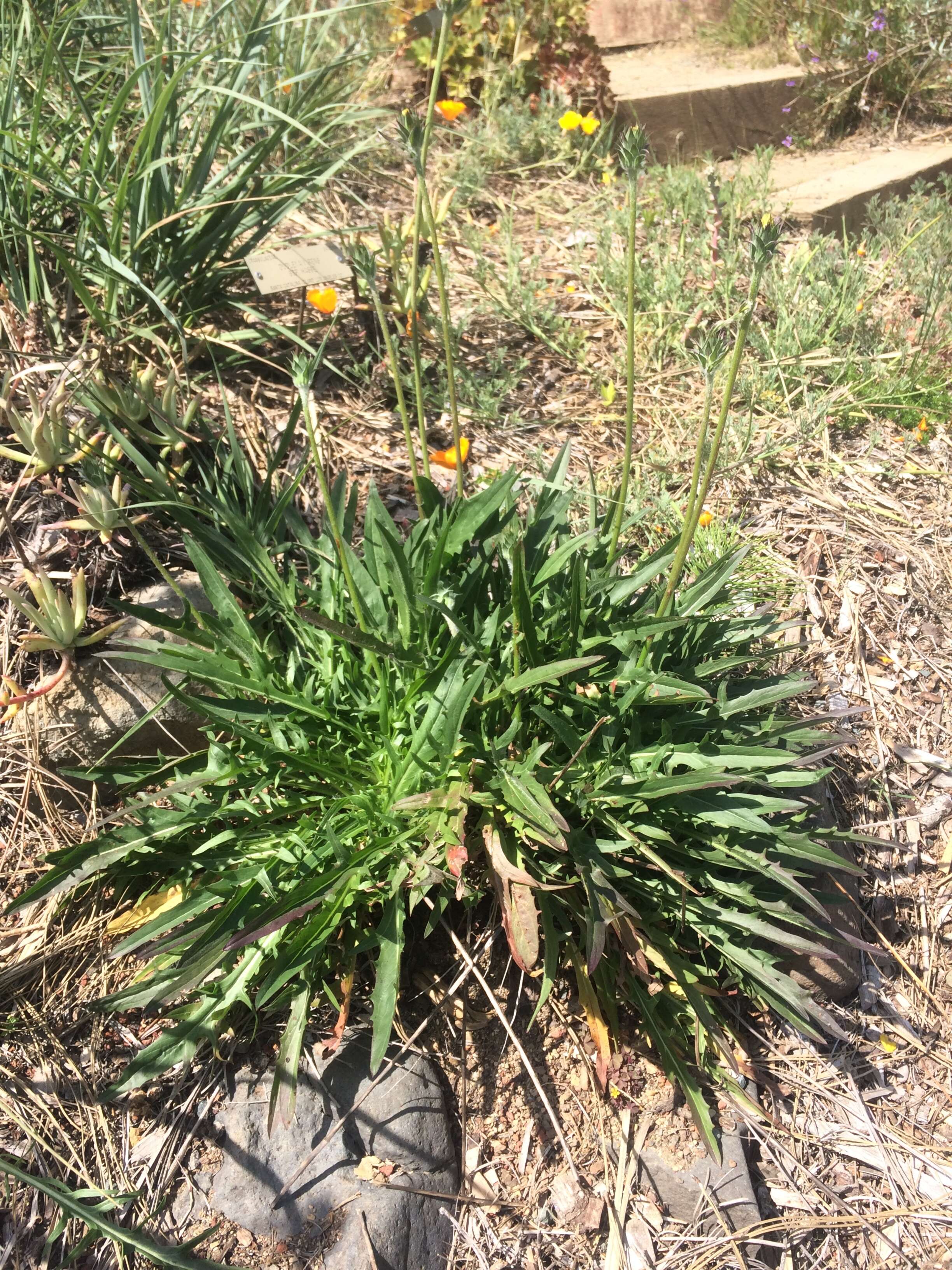 Image de Agoseris grandiflora (Nutt.) Greene