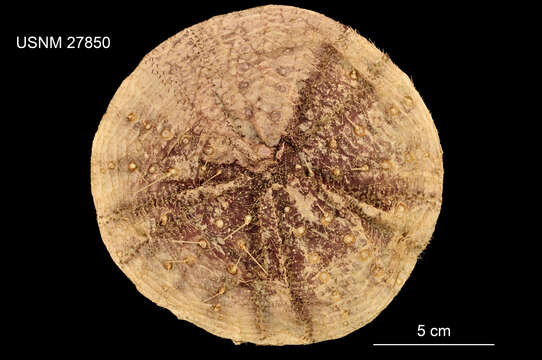 Image of Sperosoma obscurum A. Agassiz & H. L. Clark 1907