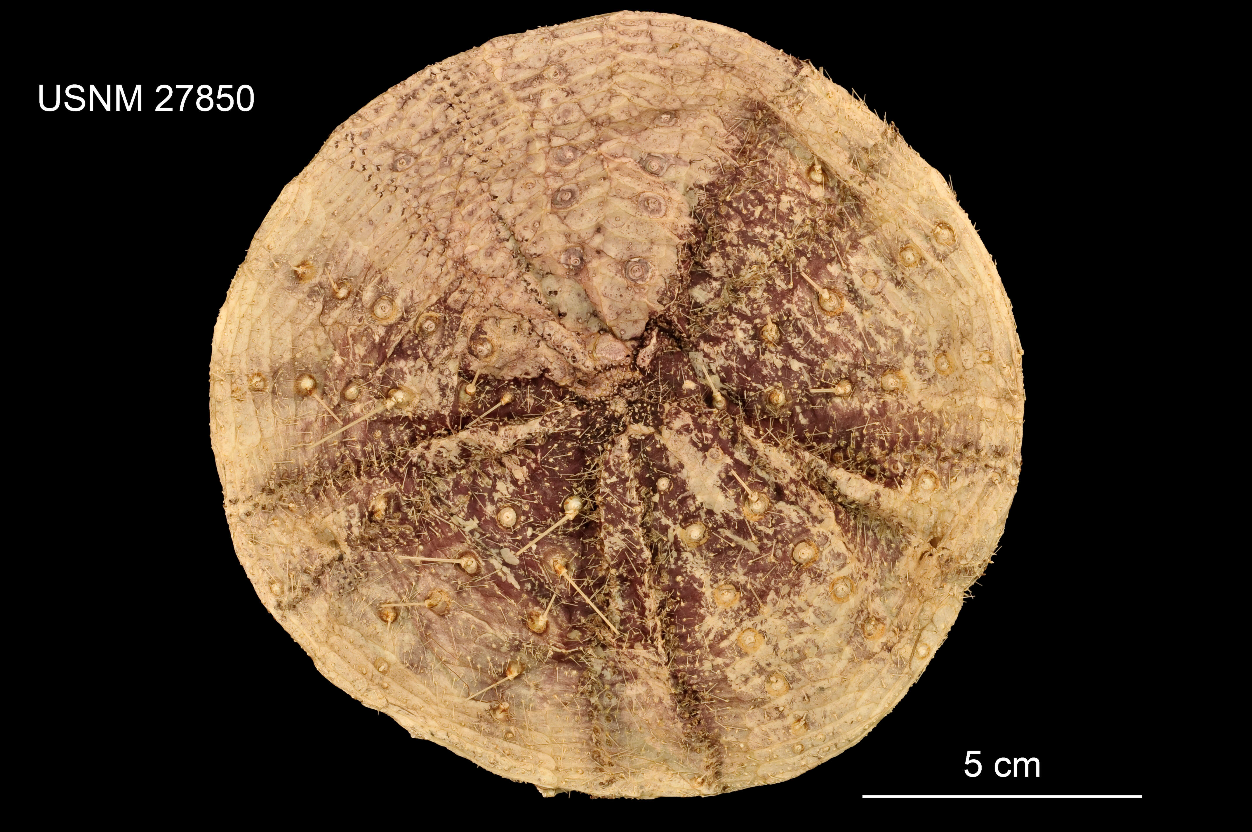 Image of Sperosoma obscurum A. Agassiz & H. L. Clark 1907