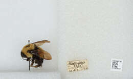 Слика од Bombus affinis Cresson 1864