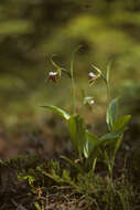 Image of Ram's head lady's slipper