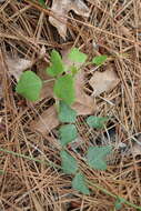 Imagem de Phaseolus polystachios var. sinuatus (Torr. & A. Gray) Marechal et al.