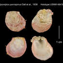 Image of Spondylus parvispinus Dall, Bartsch & Rehder 1938