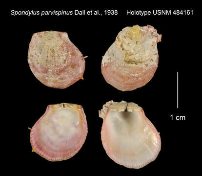 Image of Spondylus parvispinus Dall, Bartsch & Rehder 1938