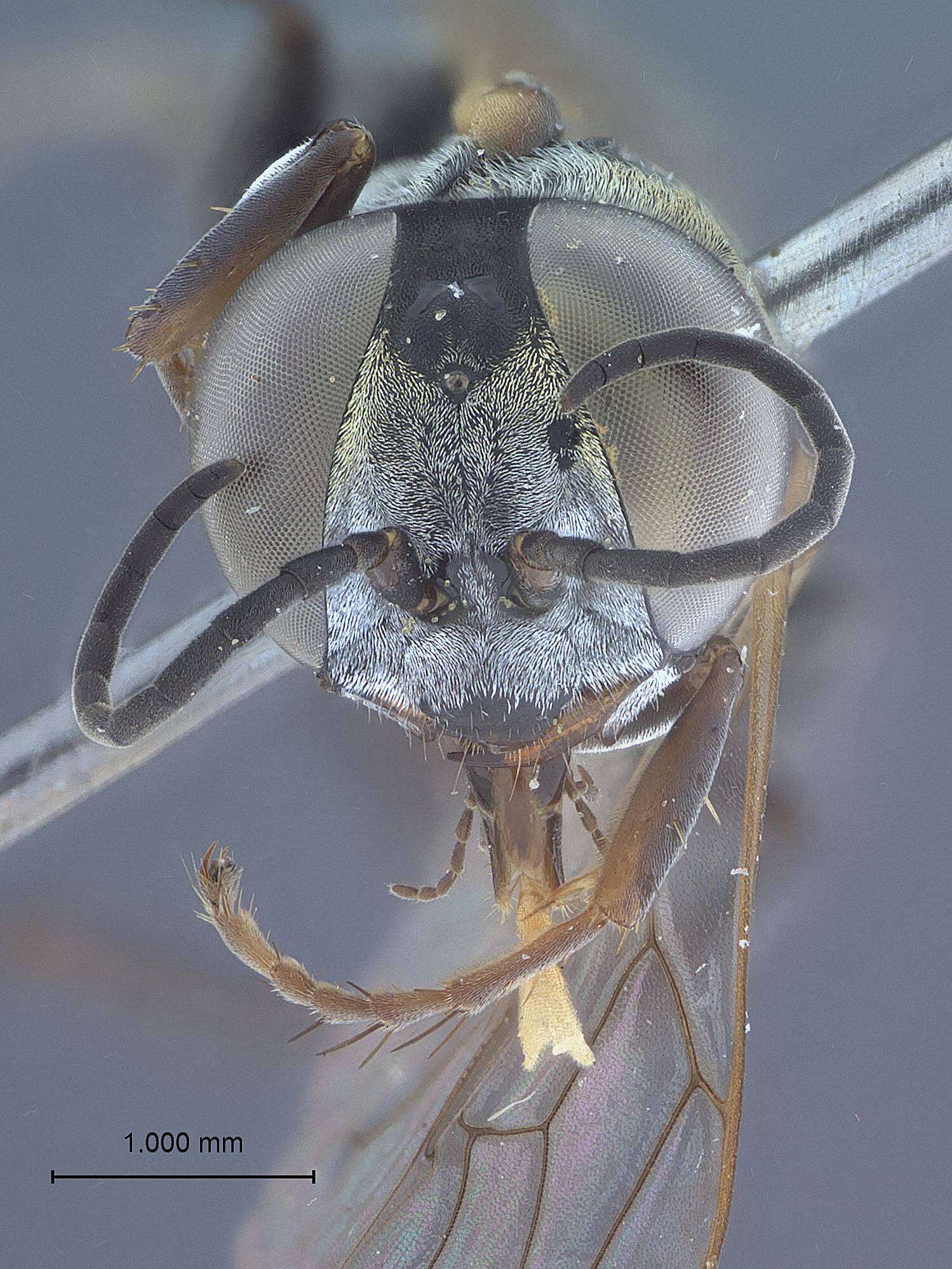 Plancia ëd Tachysphex noar Pulawski ex Krombein & Pulawski 1994