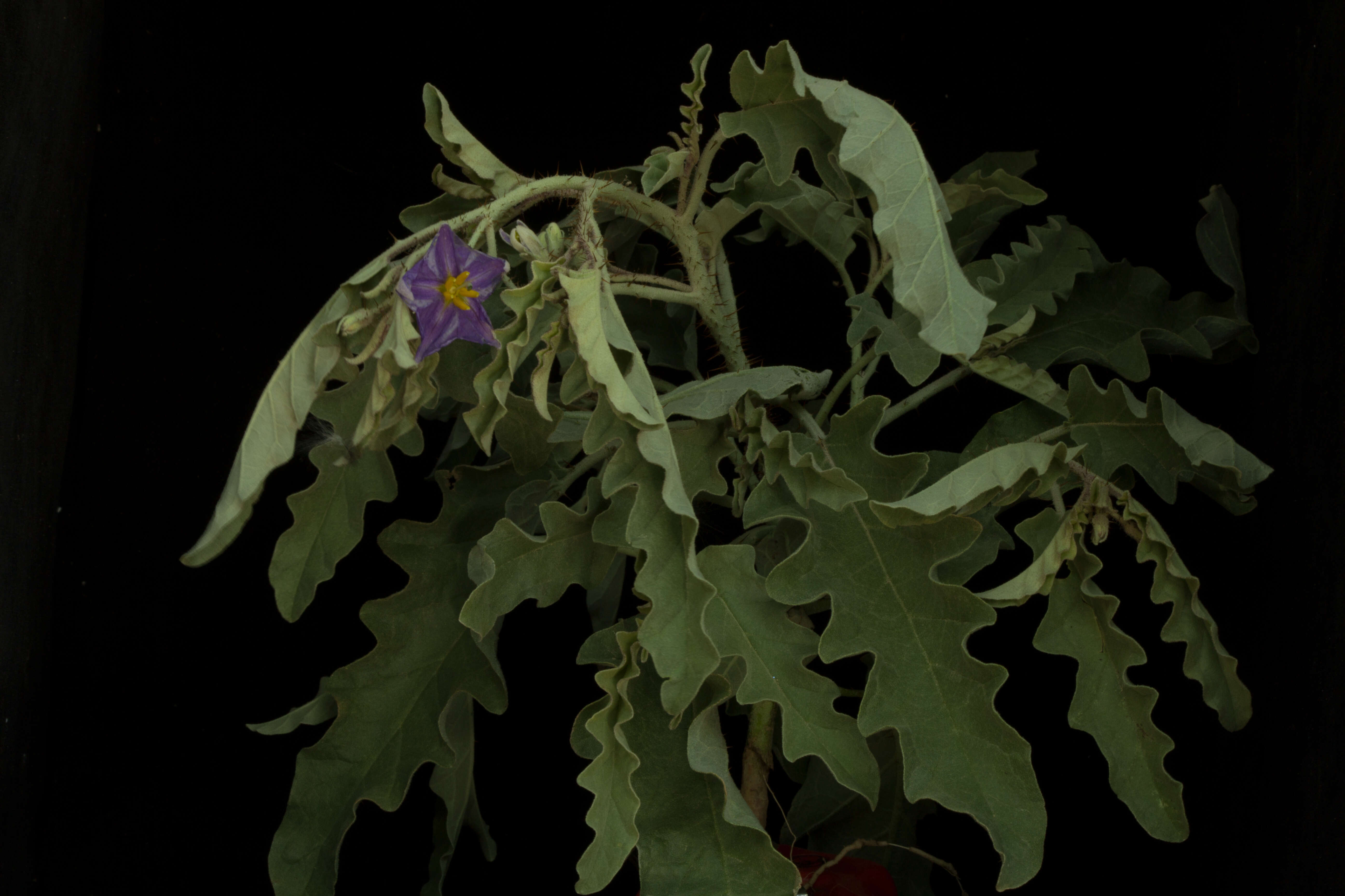 Image de Solanum elaeagnifolium Cav.