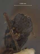 Image of Chelonus chilensis Viereck 1912