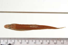 Image of Streamline chub