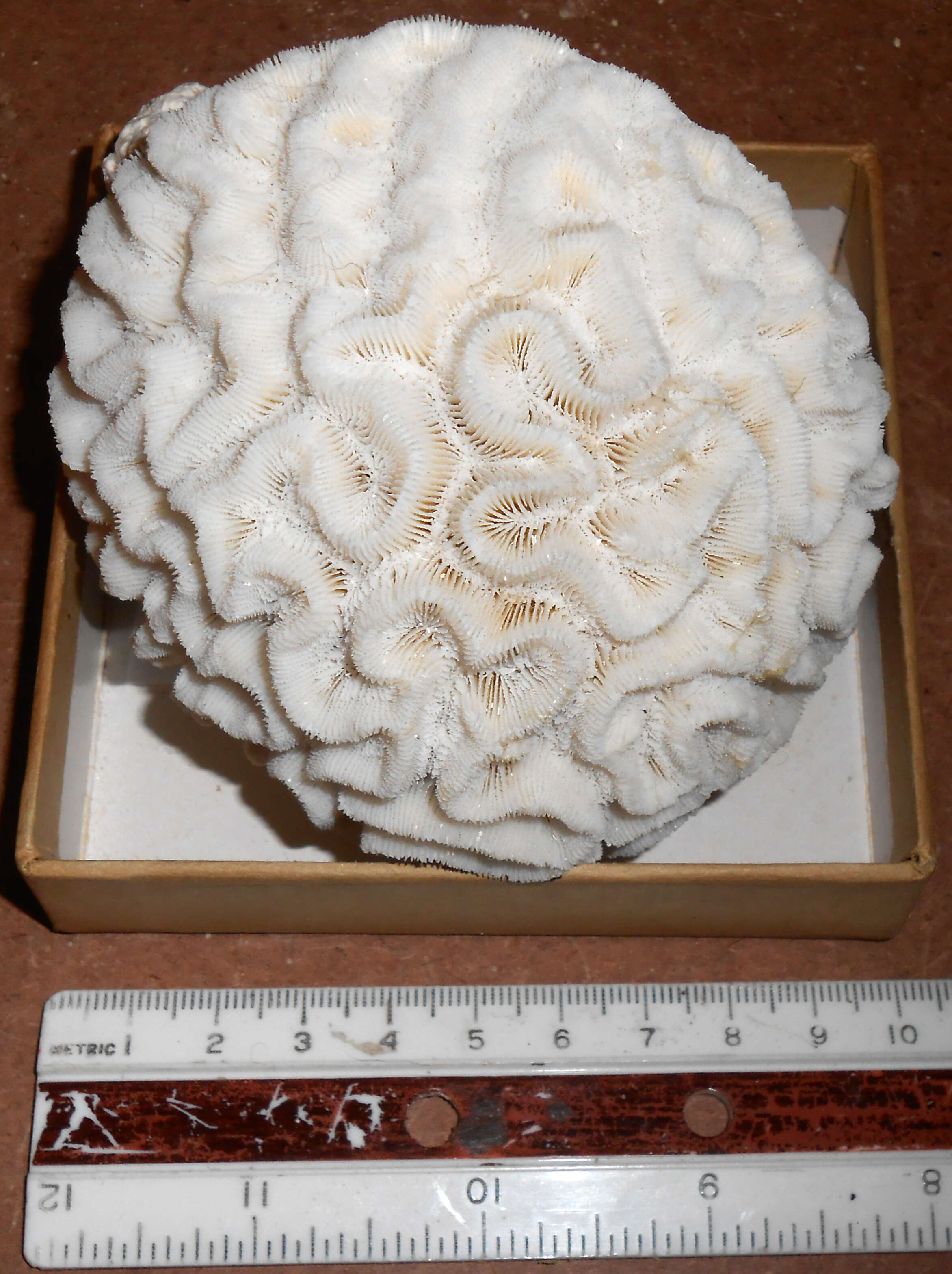 Image of Pseudodiploria Fukami, Budd & Knowlton 2012