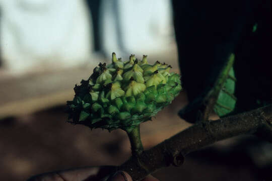 Image of Perebea guianensis Aubl.