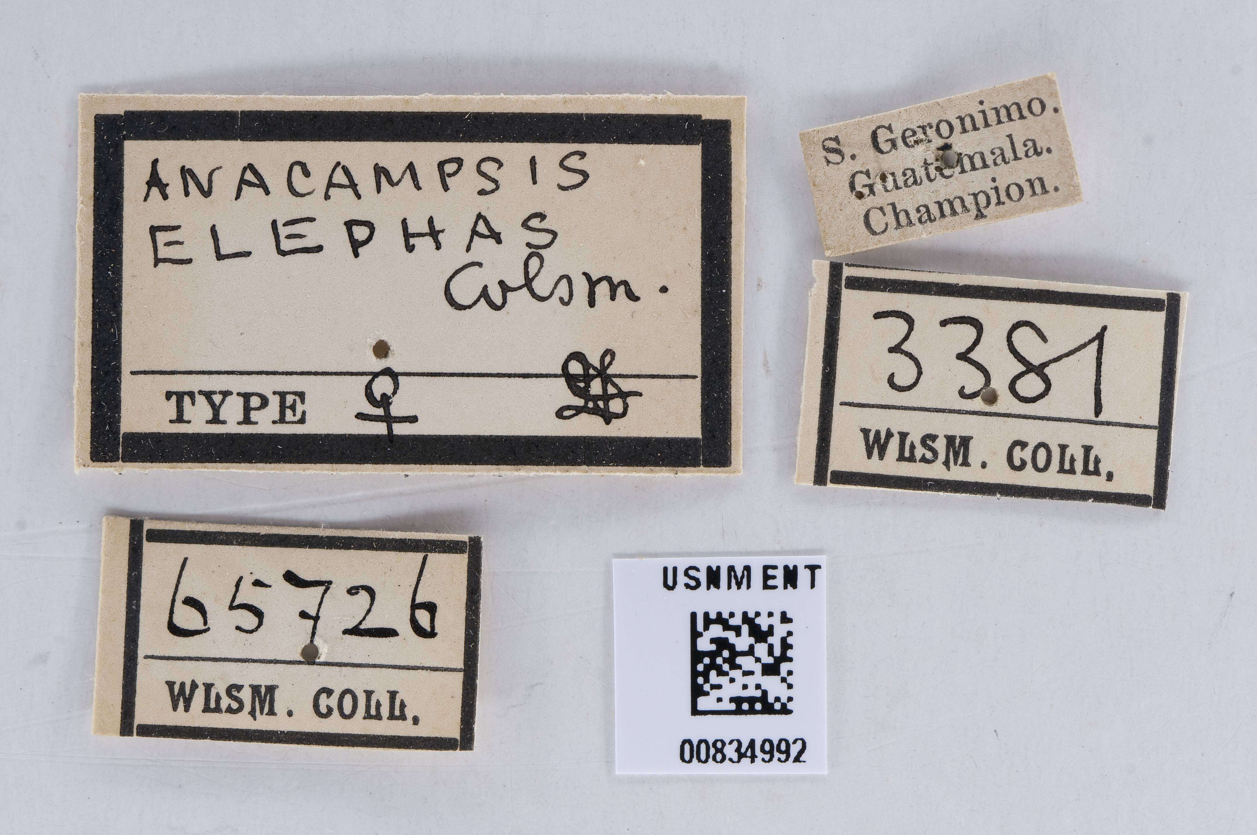 Image of Anacampsis elephas Walsingham