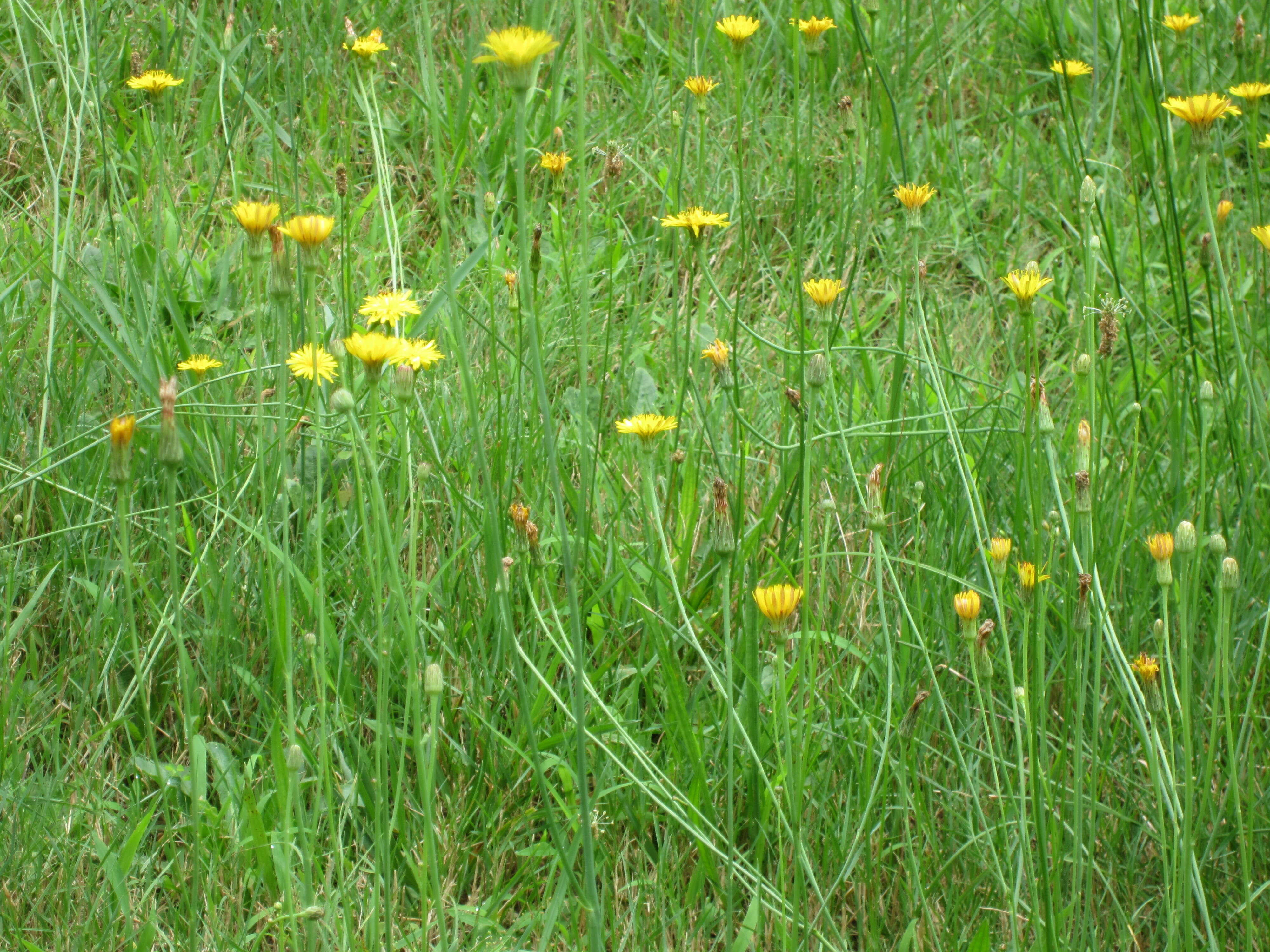 Image of Hairy Cat's-Ear