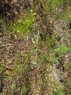 Plancia ëd Hypericum gentianoides (L.) Britton, E. E. Sterns & Poggenb.