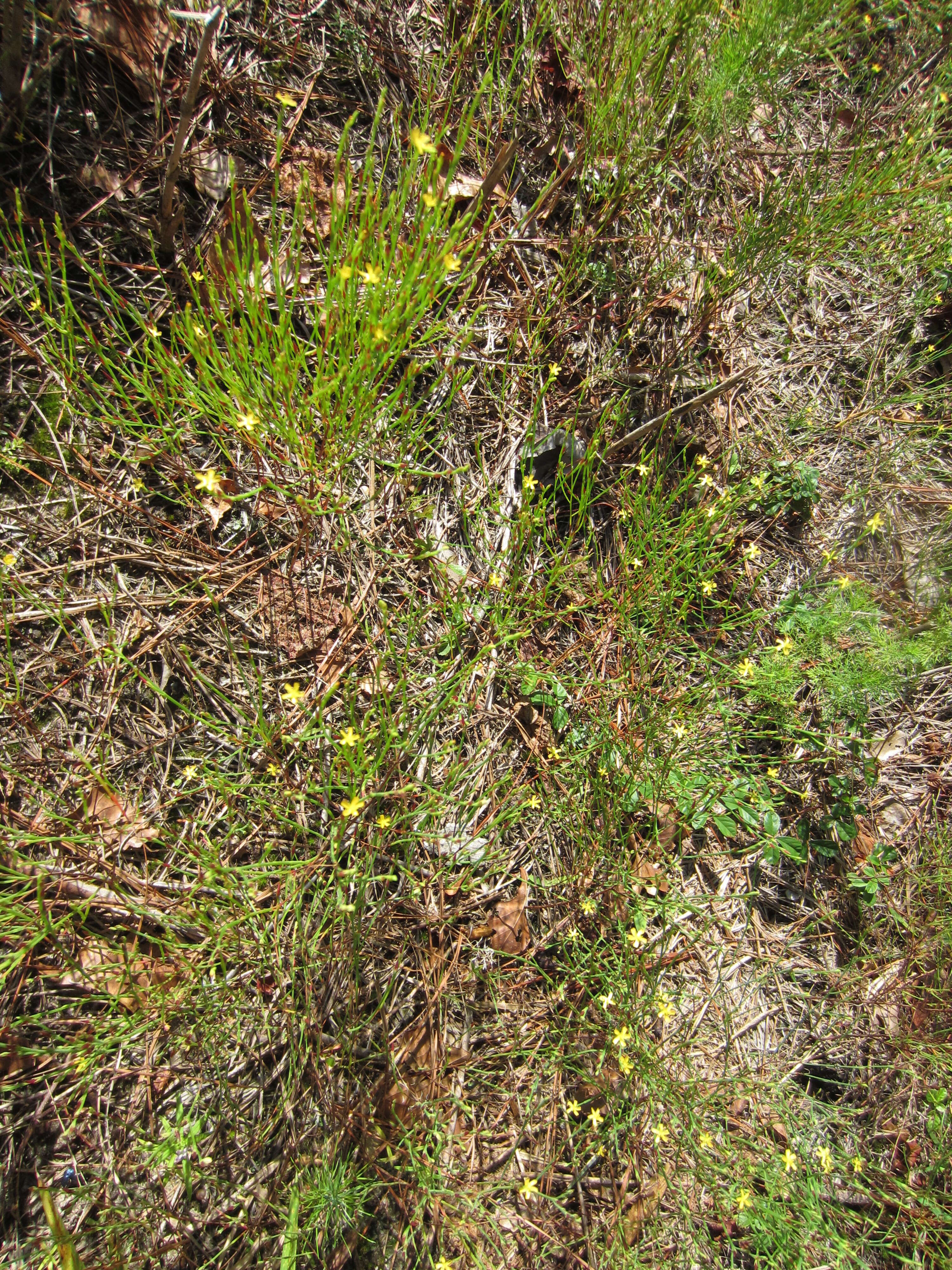 Sivun Hypericum gentianoides (L.) Britton, E. E. Sterns & Poggenb. kuva