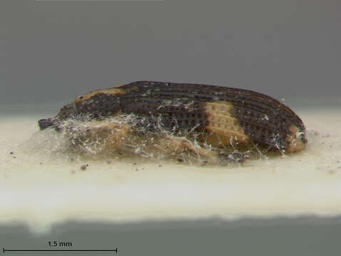 Image of Sumitrosis chacoensis (Uhmann 1938)