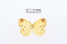 Image of Eurema simulatrix (Staudinger 1891)