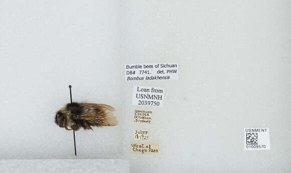 Image of Bombus ladakhensis Richards 1928