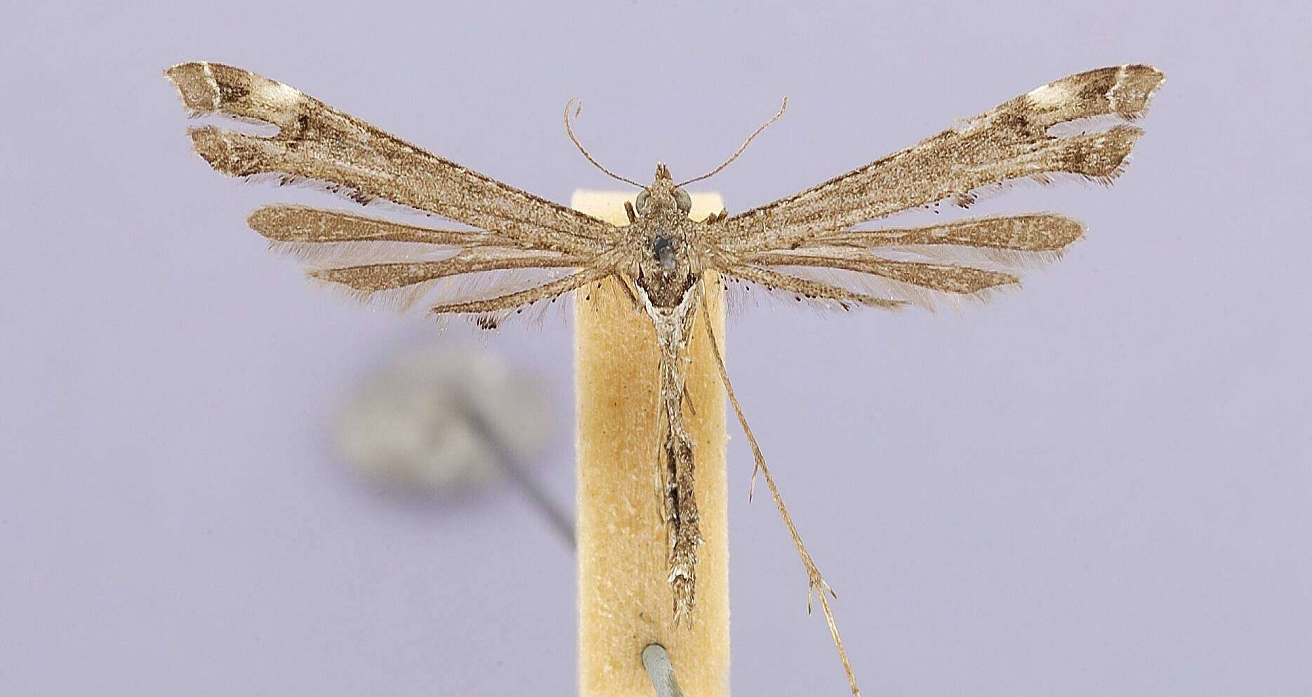 Image of Anstenoptilia marmarodactyla (Dyar 1902)