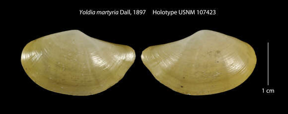 Image of Megayoldia martyria (Dall 1897)