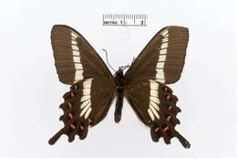 Image of Parides phalaecus (Hewitson 1869)