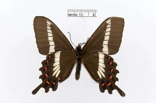 Image of Parides phalaecus (Hewitson 1869)