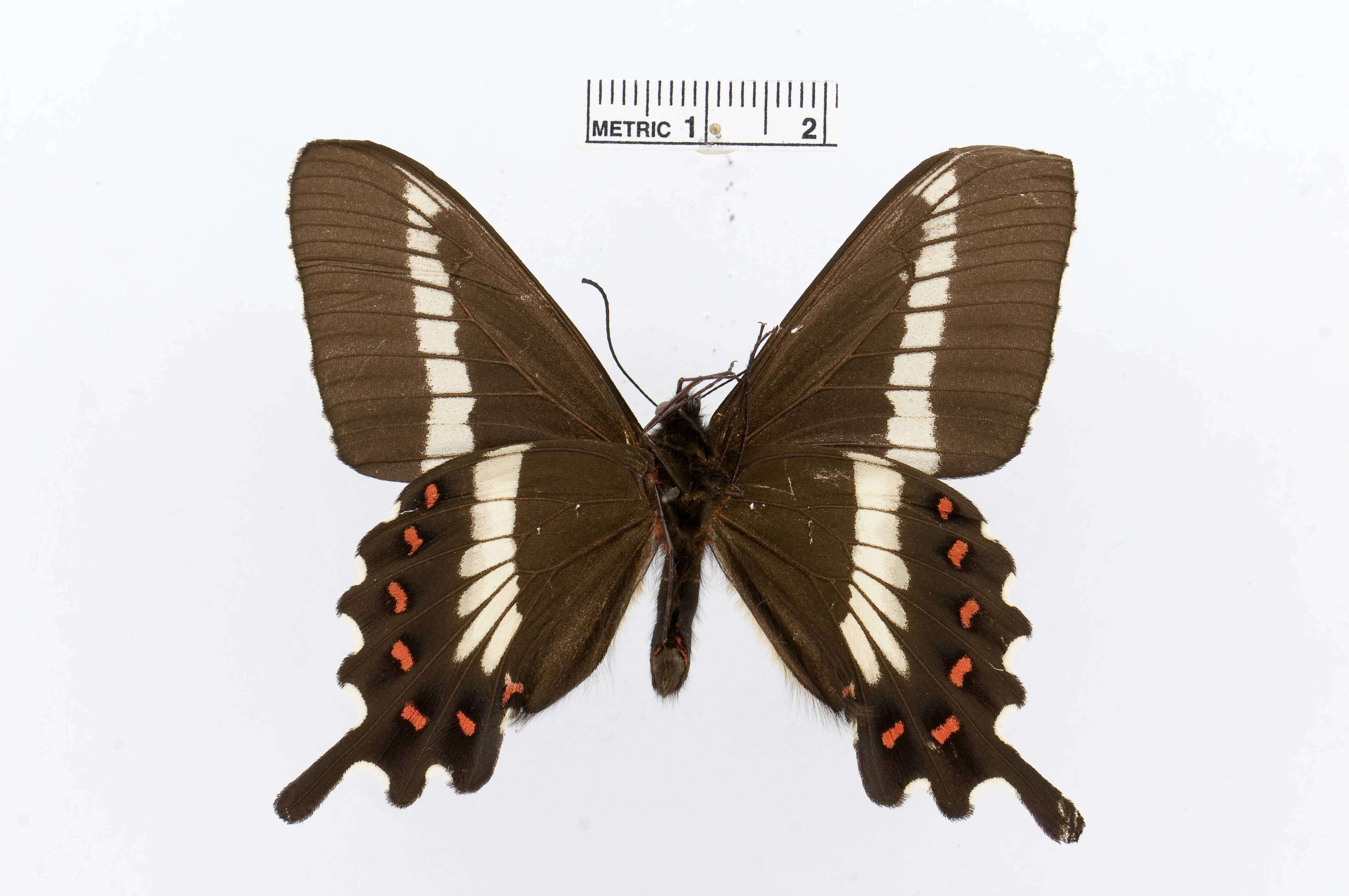 Image de Parides phalaecus (Hewitson 1869)