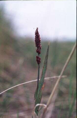 Imagem de Arctagrostis