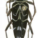 Image of Megacyllene nevermanni Martins & Galileo 2008