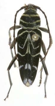 Image of Megacyllene nevermanni Martins & Galileo 2008