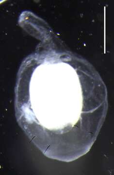 Image of Apolemia rubriversa Siebert, Pugh, Haddock & Dunn 2013