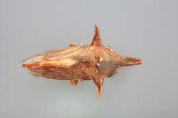 Image of Nessorhinus gracilis Metcalf & Bruner