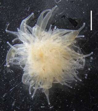 Image of Apolemia rubriversa Siebert, Pugh, Haddock & Dunn 2013